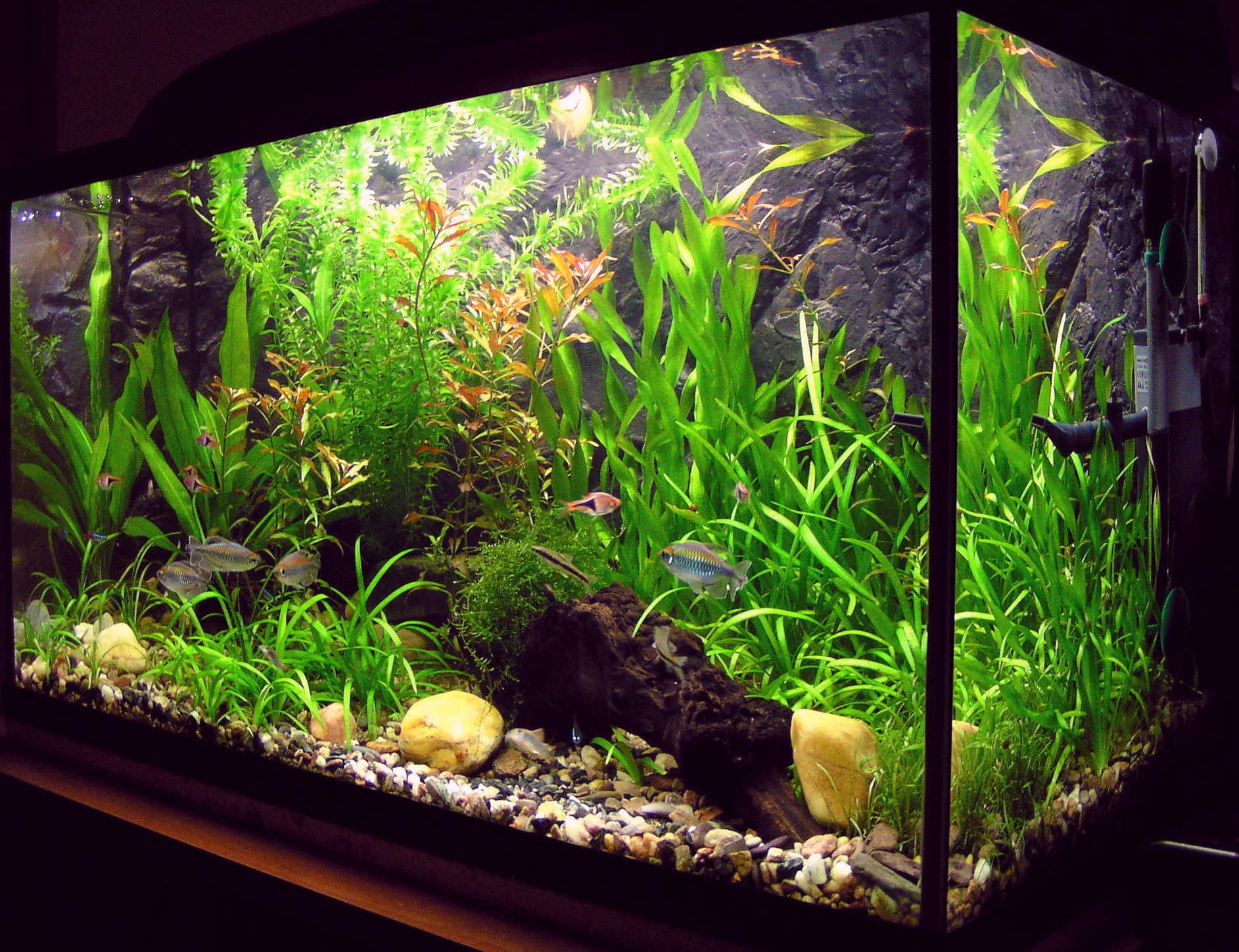 T8 aquarium cheap light