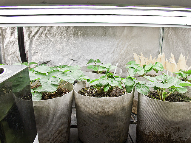 PhotonTube™ T8 LED Grow Light Tube for Horticulture